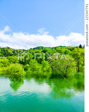 白川湖被淹沒的森林 125347741