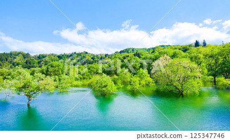 白川湖被淹沒的森林 125347746