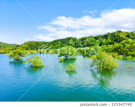 白川湖被淹沒的森林 125347748