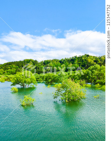 白川湖被淹沒的森林 125347752