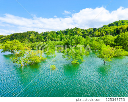 Submerged forest of Shirakawa lake Submerged forest of Shirakawa lake 125347753