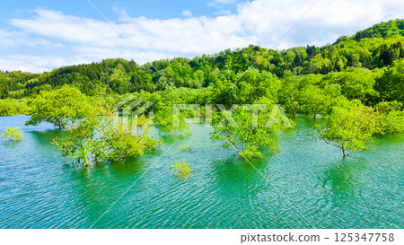 Submerged forest of Shirakawa lake 125347758