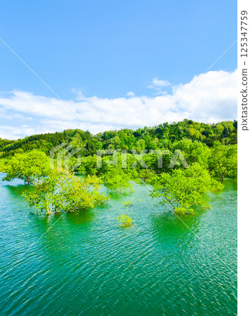Submerged forest of Shirakawa lake 125347759