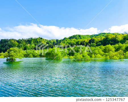 白川湖被淹沒的森林 125347767