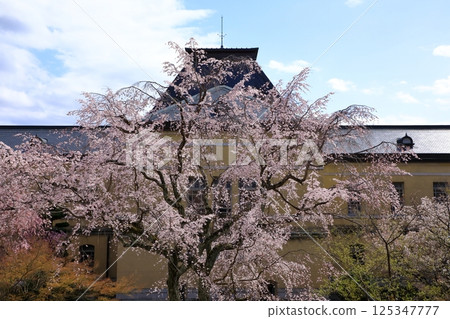 Old main building of Kyoto Prefectural Government, cherry blossoms in full bloom Old main building of Kyoto Prefectural Government, cherry blossoms in full bloom 125347777