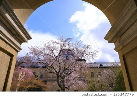 Old main building of Kyoto Prefectural Government, cherry blossoms in full bloom Old main building of Kyoto Prefectural Government, cherry blossoms in full bloom 125347779