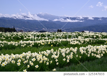 Narcissus 125347833
