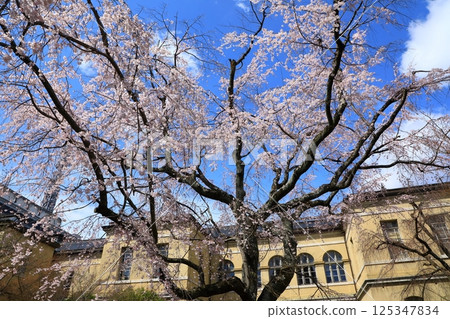 Old main building of Kyoto Prefectural Government, cherry blossoms in full bloom 125347834