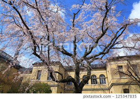 京都府舊本館，盛開的櫻花 125347835