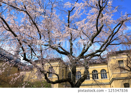 京都府舊本館,盛開的櫻花 京都府舊本館,盛開的櫻花 125347836