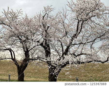 Spring Spring 125347869