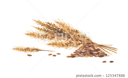 Heap of malt with malt spike bouquet for the production of beer, ale. Whole grain, pile of malt watercolor realistic painted illustration isolated from the background for food, alcohol drink label. 125347886