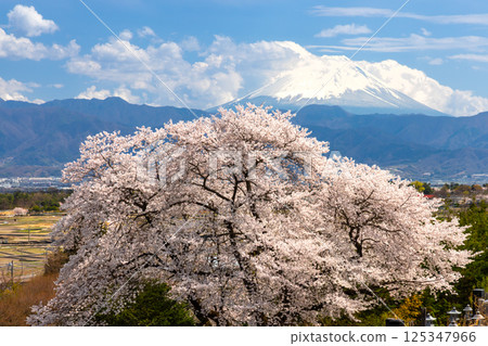 Asahi-cho, Nirasaki City, Yamanashi Prefecture, Mt.Fuji seen through the cherry blossoms in full bloom on the precincts of Banchikuyama Daikoji Temple Asahi-cho, Nirasaki City, Yamanashi Prefecture, Mt.Fuji seen through the cherry blossoms in full bloom on the precincts of Banchikuyama Daikoji Temple 125347966