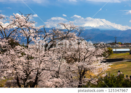 山梨縣韭崎市旭町，萬竹山大光寺院內盛開的櫻花中眺望富士山 125347967