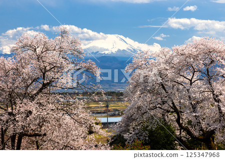 山梨縣韭崎市旭町,萬竹山大光寺院內盛開的櫻花中眺望富士山 山梨縣韭崎市旭町,萬竹山大光寺院內盛開的櫻花中眺望富士山 125347968