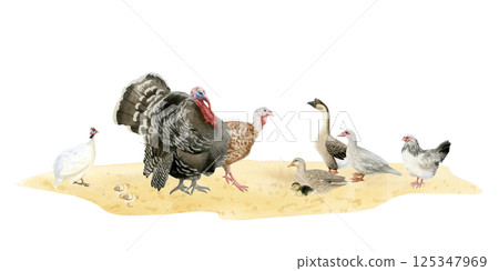 Poultry yard birds horizontal watercolor isolated illustration. Ducks, geese, turkeys, chickens and guinea fowls on sand ground clipart in hand drawn realistic style. Fall farm for village designs 125347969