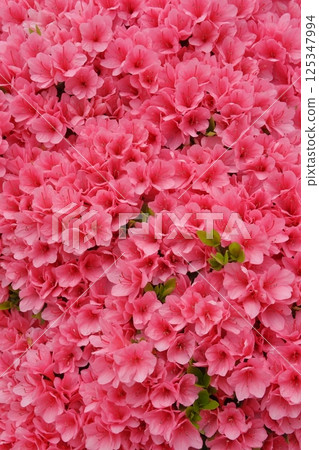 A field of azaleas (Izumo City) A field of azaleas (Izumo City) 125347994