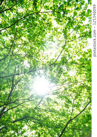 Looking up at the bright green forest 125348099