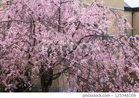 Old main building of Kyoto Prefectural Government, cherry blossoms in full bloom 125348109