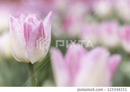Pink tulip fields in full bloom Pink tulip fields in full bloom 125348151