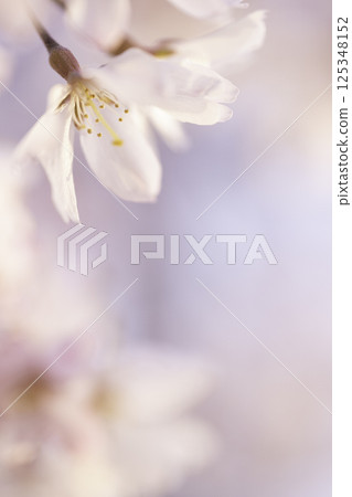 垂枝櫻花樹垂直特寫 垂枝櫻花樹垂直特寫 125348152