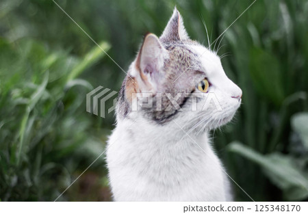 A very beautiful domestic cat sits among plants A very beautiful domestic cat sits among plants 125348170