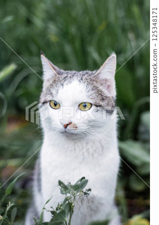 A very beautiful domestic cat sits among plants A very beautiful domestic cat sits among plants 125348171