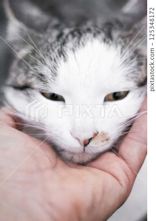 A hand gently strokes a very beautiful domestic cat A hand gently strokes a very beautiful domestic cat 125348172