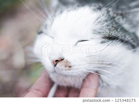 A hand gently strokes a very beautiful domestic cat 125348173