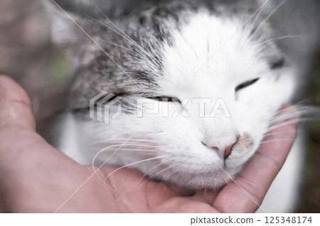 A hand gently strokes a very beautiful domestic cat 125348174
