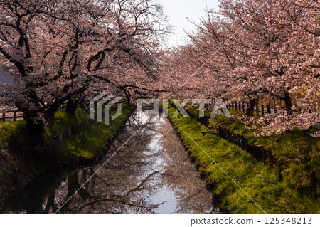 埼玉縣川越市冰川町冰川神社後方的新石川沿岸的櫻花樹排列成行，被稱為冰川神社和河面的水鏡 125348213