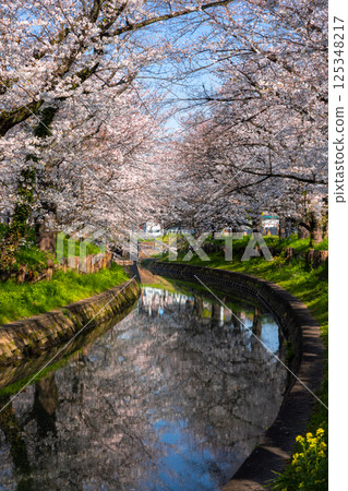 Hikawa-cho, Kawagoe-shi, Saitama Prefecture Lines of cherry blossom trees along the Shingashi River called Homare-zakura behind Hikawa-jinja Shrine and water mirrors on the surface of the river 125348217
