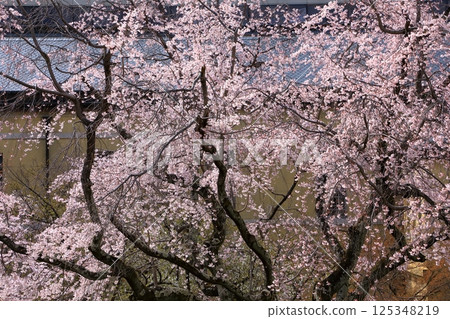Old main building of Kyoto Prefectural Government, cherry blossoms in full bloom 125348219