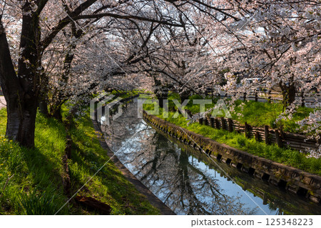 埼玉縣川越市冰川町冰川神社後方的新石川沿岸的櫻花樹排列成行，被稱為冰川神社和河面的水鏡 125348223