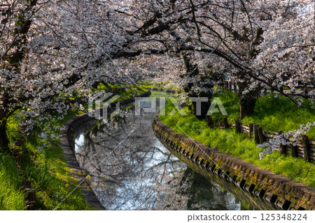 埼玉縣川越市冰川町冰川神社後方的新石川沿岸的櫻花樹排列成行,被稱為冰川神社和河面的水鏡 埼玉縣川越市冰川町冰川神社後方的新石川沿岸的櫻花樹排列成行,被稱為冰川神社和河面的水鏡 125348224