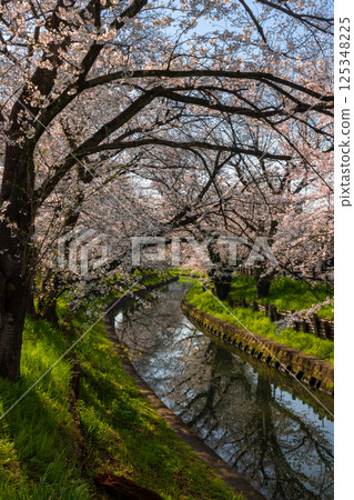 Hikawa-cho, Kawagoe-shi, Saitama Prefecture Lines of cherry blossom trees along the Shingashi River called Homare-zakura behind Hikawa-jinja Shrine and water mirrors on the surface of the river 125348225