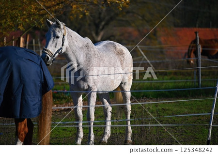 A beautiful horse is grazing on a green meadow on a sunny day. Concept for animals and nature. 125348242
