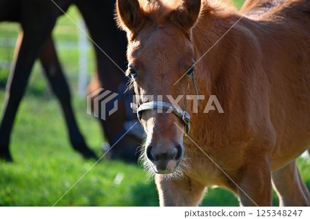 A beautiful horse is grazing on a green meadow on a sunny day. Concept for animals and nature. 125348247