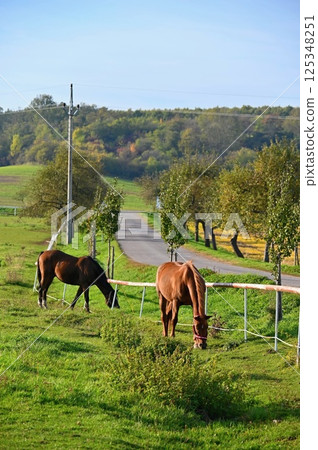 A beautiful horse is grazing on a green meadow on a sunny day. Concept for animals and nature. A beautiful horse is grazing on a green meadow on a sunny day. Concept for animals and nature. 125348251