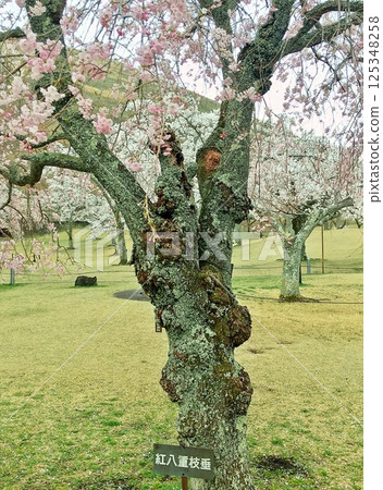 Spring park scenery with various cherry blossoms 125348258