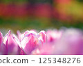 White and pink tulips 125348276