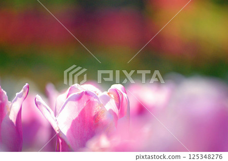White and pink tulips White and pink tulips 125348276