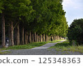Straight Metasequoia Tree-Lined Avenue 125348363