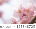 沐浴在春光中的櫻花 125348725