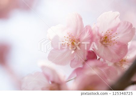 Cherry blossoms bathed in spring light 125348725