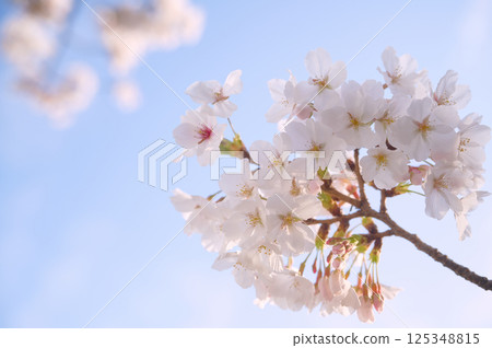 Cherry blossoms shining against the gentle blue spring sky Cherry blossoms shining against the gentle blue spring sky 125348815