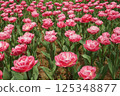 Brilliant tulips 125348877