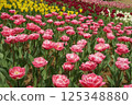 Brilliant tulips 125348880