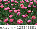 Bright pink petals of tulips 125348881