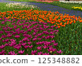 Brilliant tulips 125348882